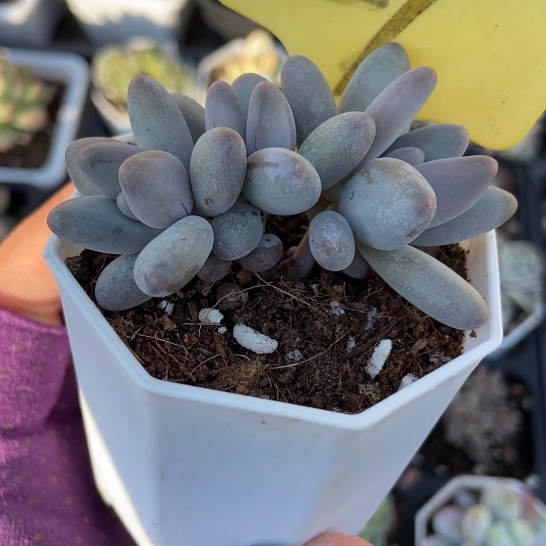 21白兰地多肉植物