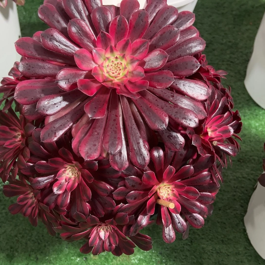 064黒桐白的植物法师