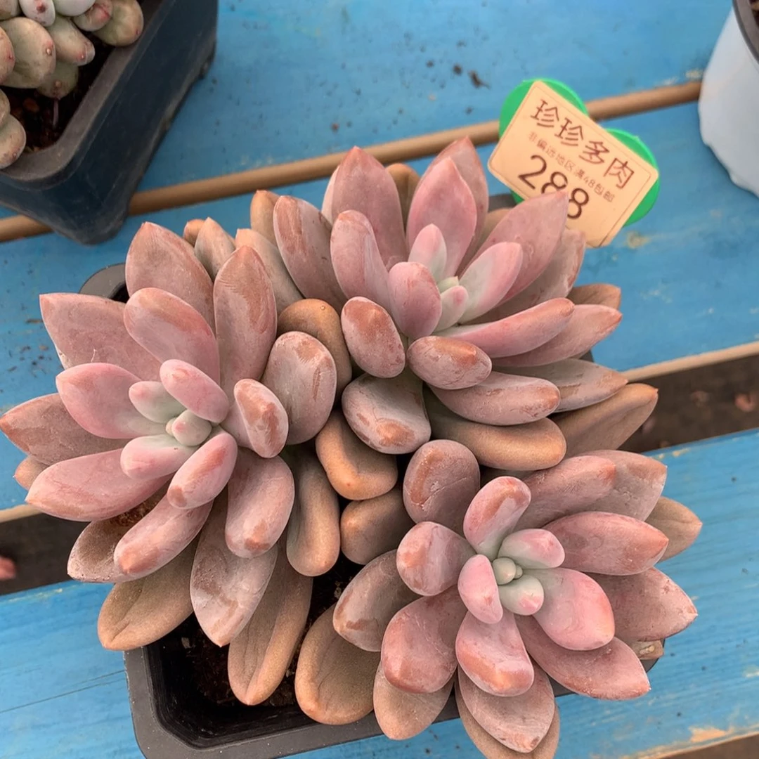 原始虞美人无砍一物一拍