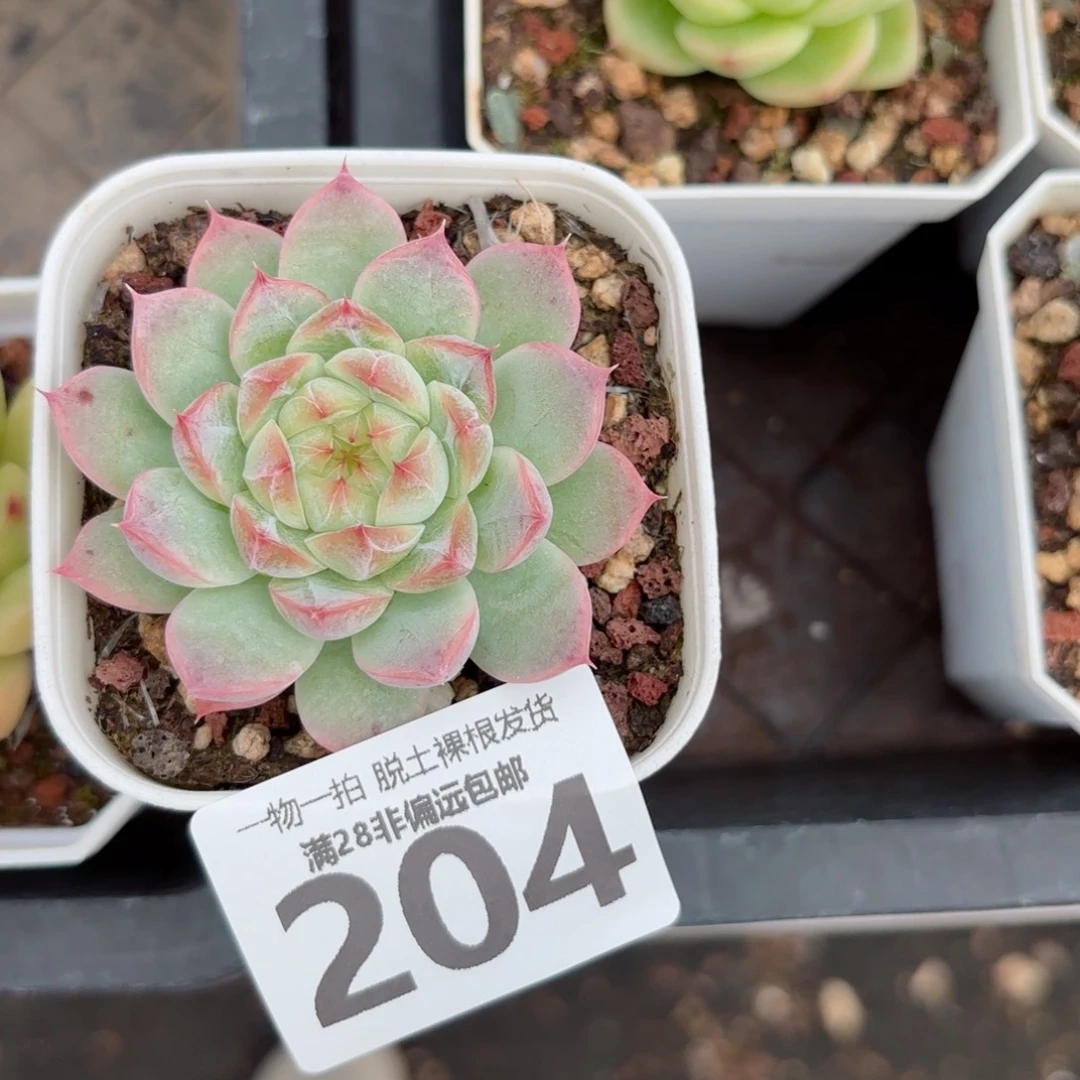 优选珍妮无盆土发货