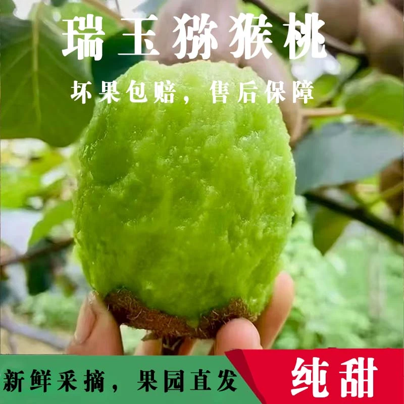 小果尝鲜 | 正宗陕西周至瑞玉猕猴桃新鲜应季水果多汁香甜可口