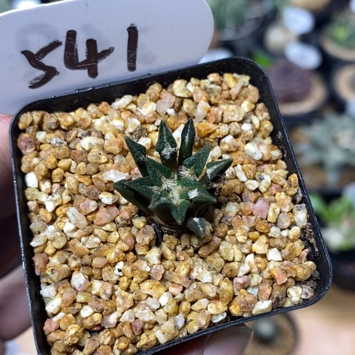 实生黑牡丹541号2cm
