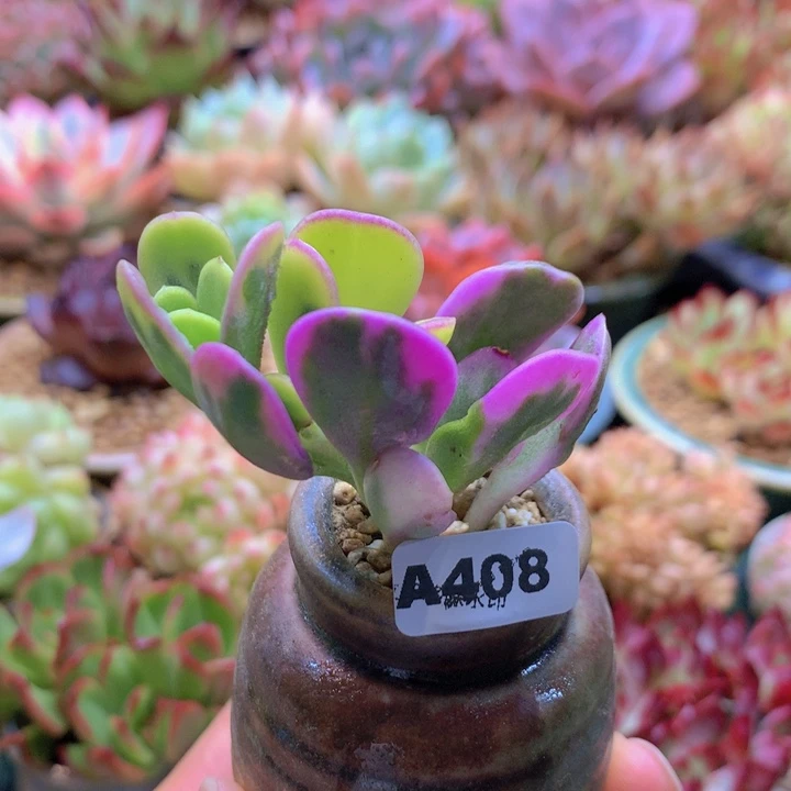 一物一拍含盆土满38包邮A408