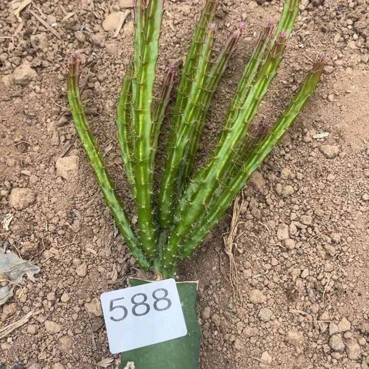 h***5垂吊大红色^_^^_^588