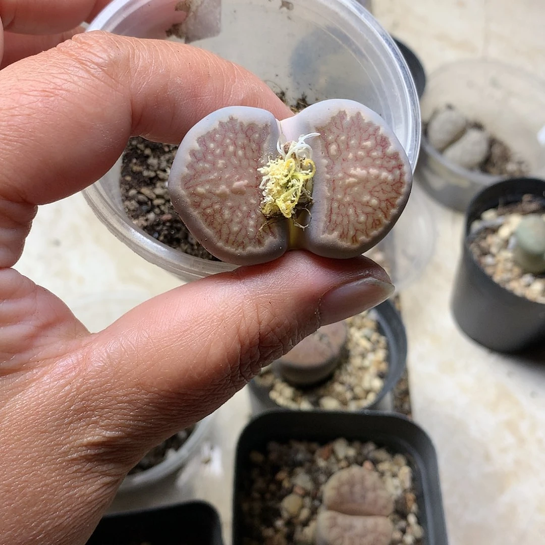 s****A417多肉植物保护