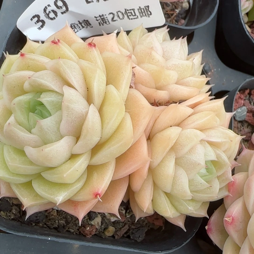 花语逸镜0207-369