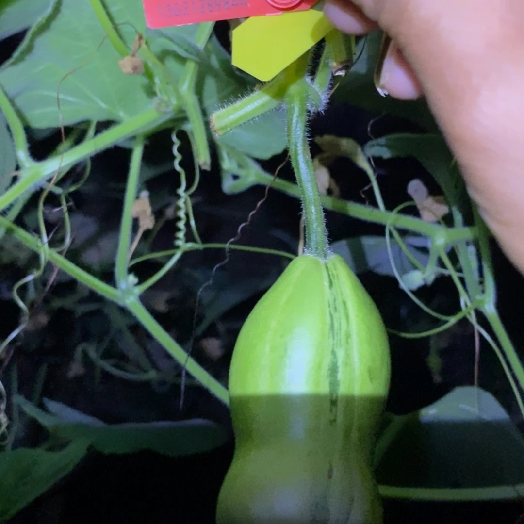 旋*1660葫芦葫芦葫芦葫芦
