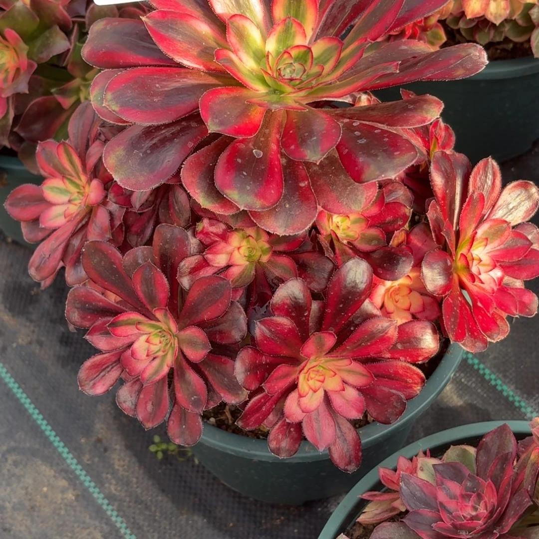 315香奈儿多肉植物福利