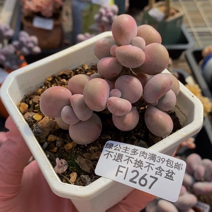 腰子桃蛋6cm267多肉植物