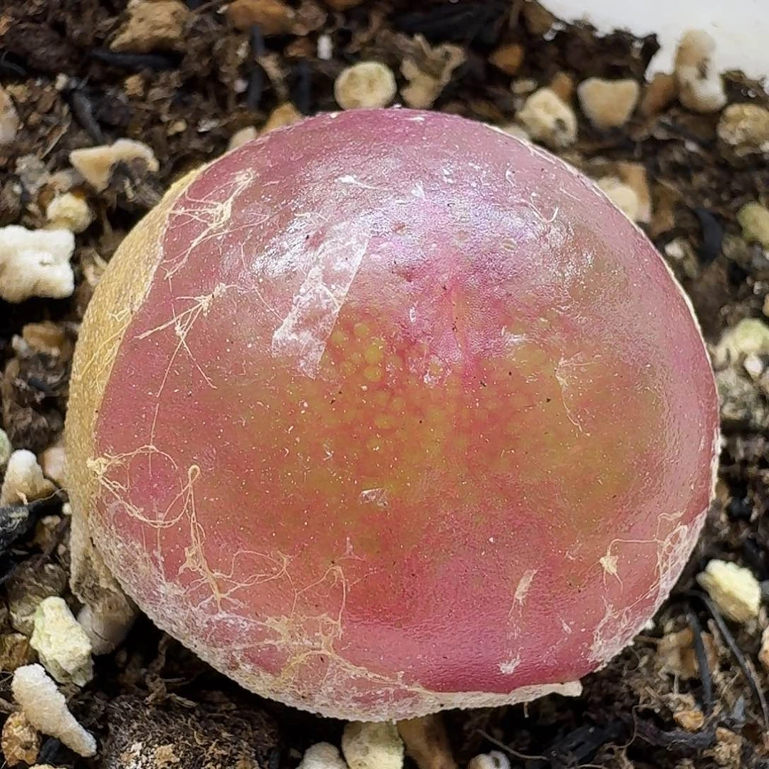 老马生石花2.6灯泡2577