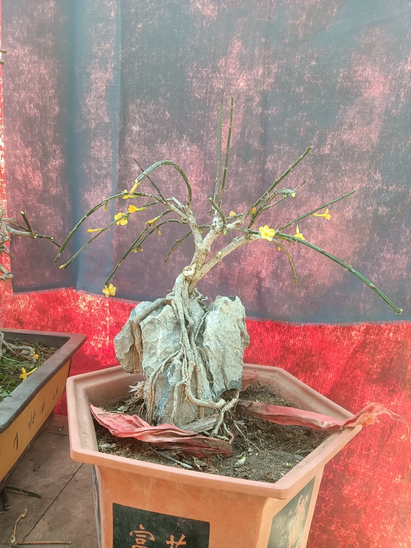 迎春花苗老桩植物室外四季垂丝迎春花苗户外庭院绿化苗探春花树