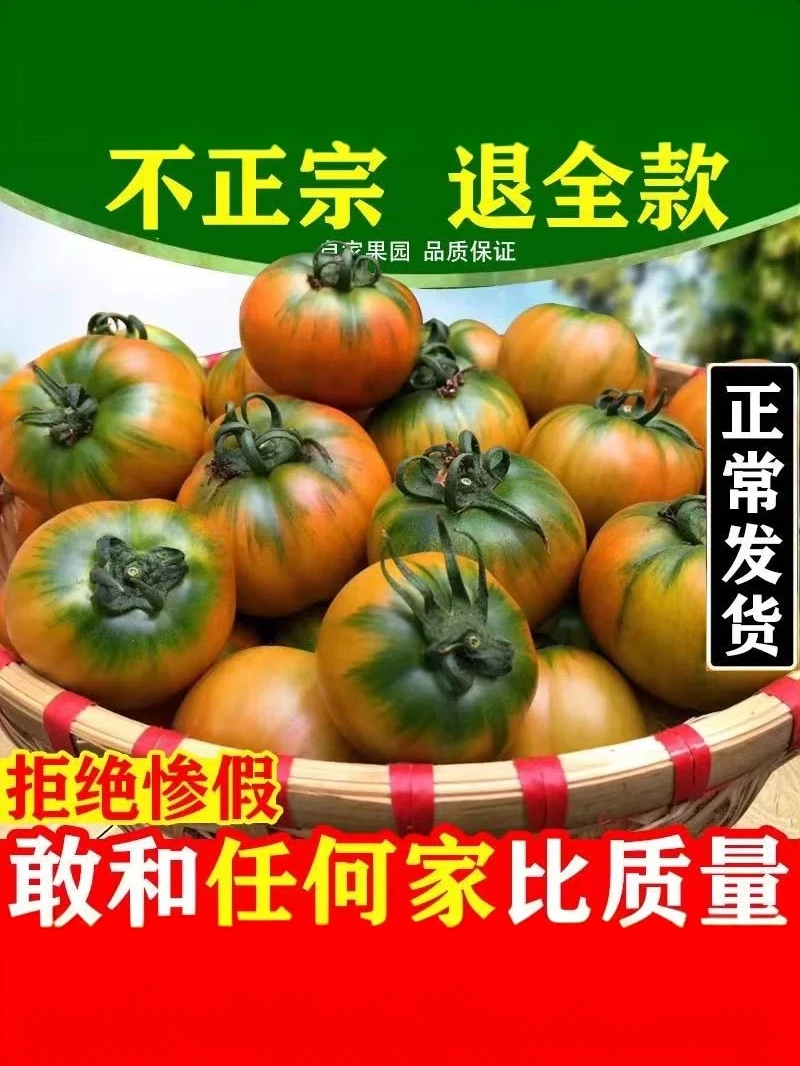 顺丰中大果丹东铁皮草莓柿子盐碱地水果番茄地自然成熟现摘现发