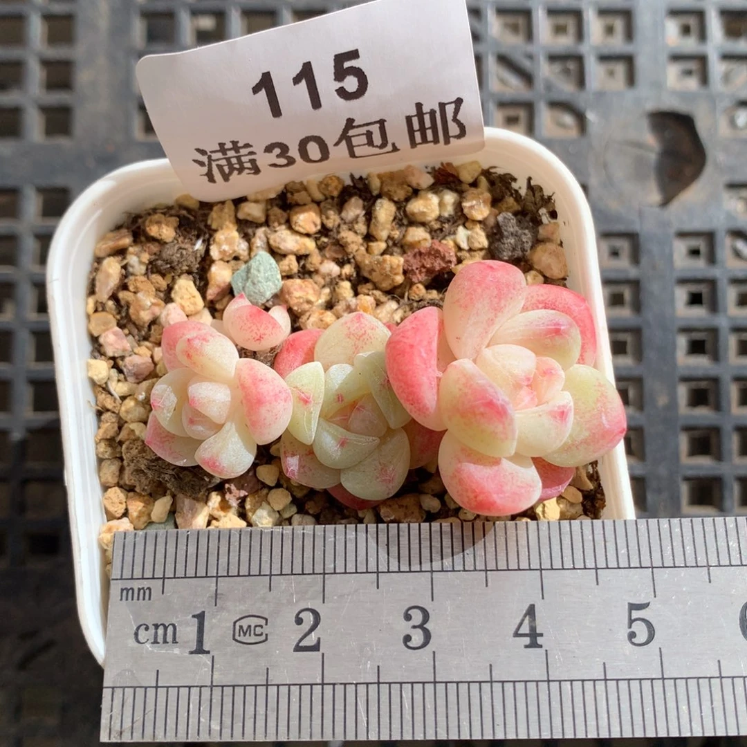 115。一字形小脸冰玉四头。