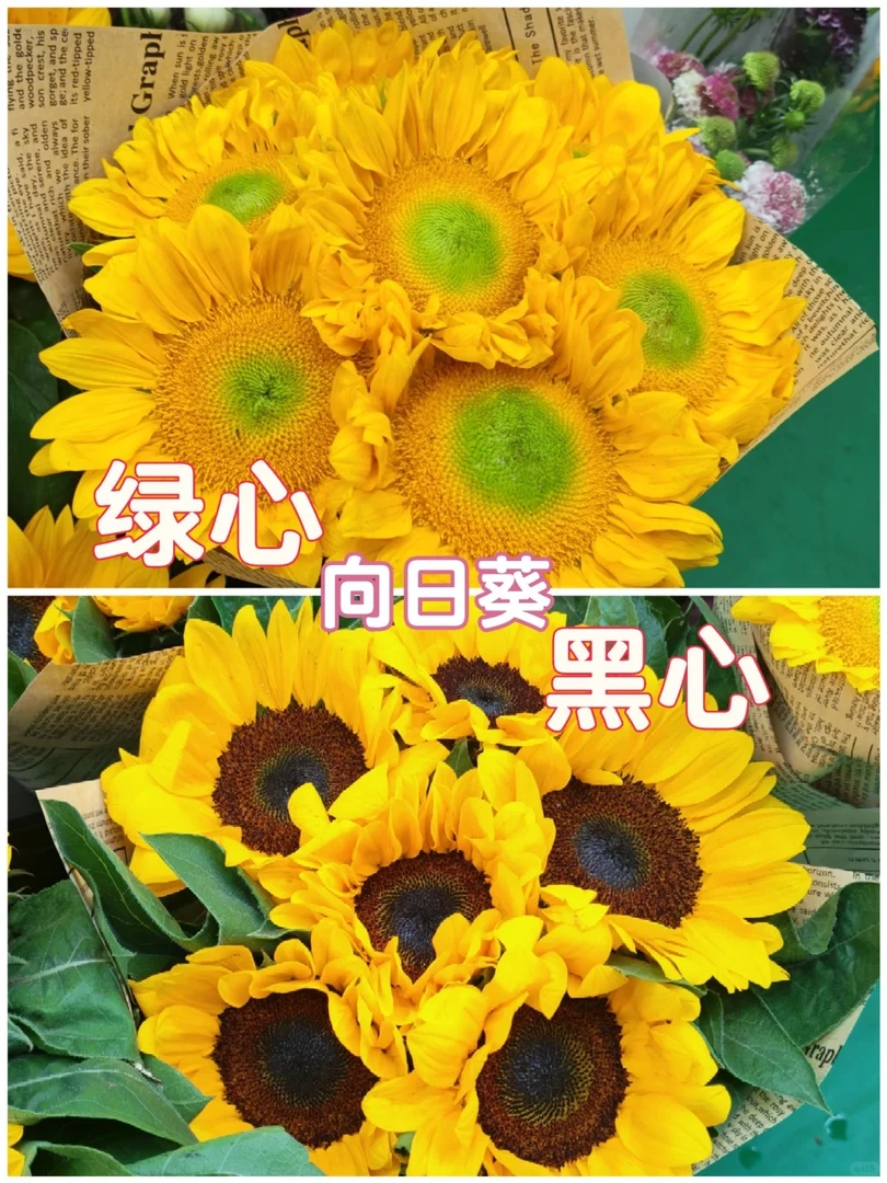 鲜花【向日葵5支】同地址两单以上发顺丰或德邦空运+送10包保鲜剂