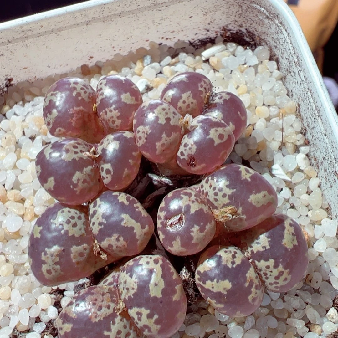 923-510多肉多肉蝴蝶