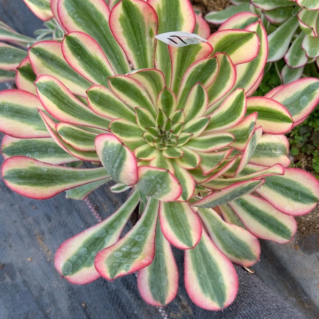 17初恋多肉植物28多肉一颗