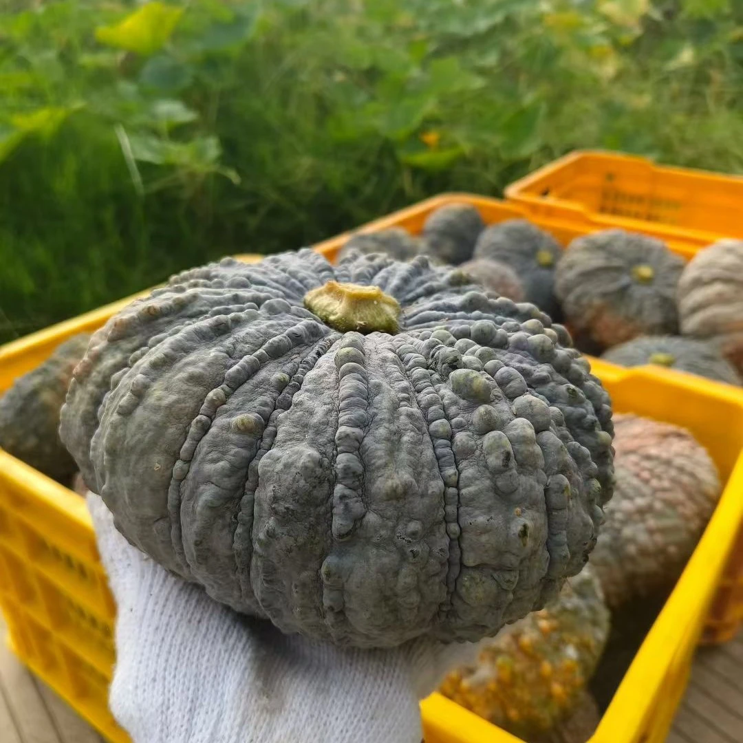 广西桂林鳄鱼皱皮丑南瓜粉糯香甜