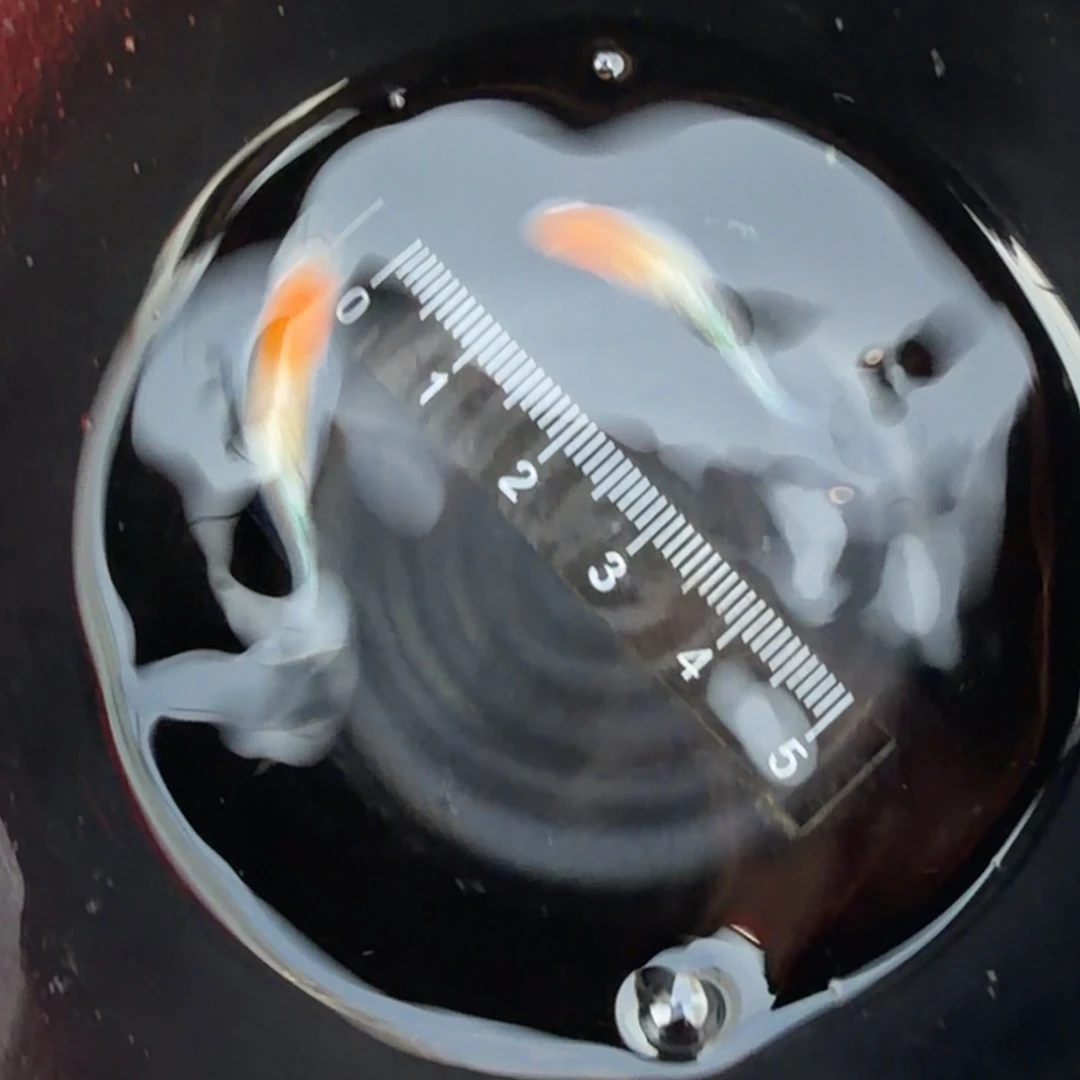 青鳉鱼观背青51号