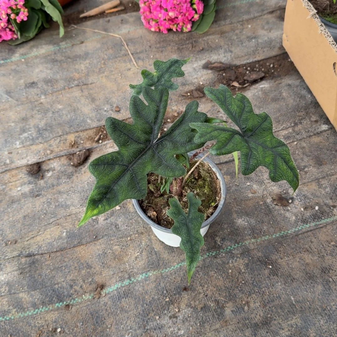完全开放杰克林海芋一棵