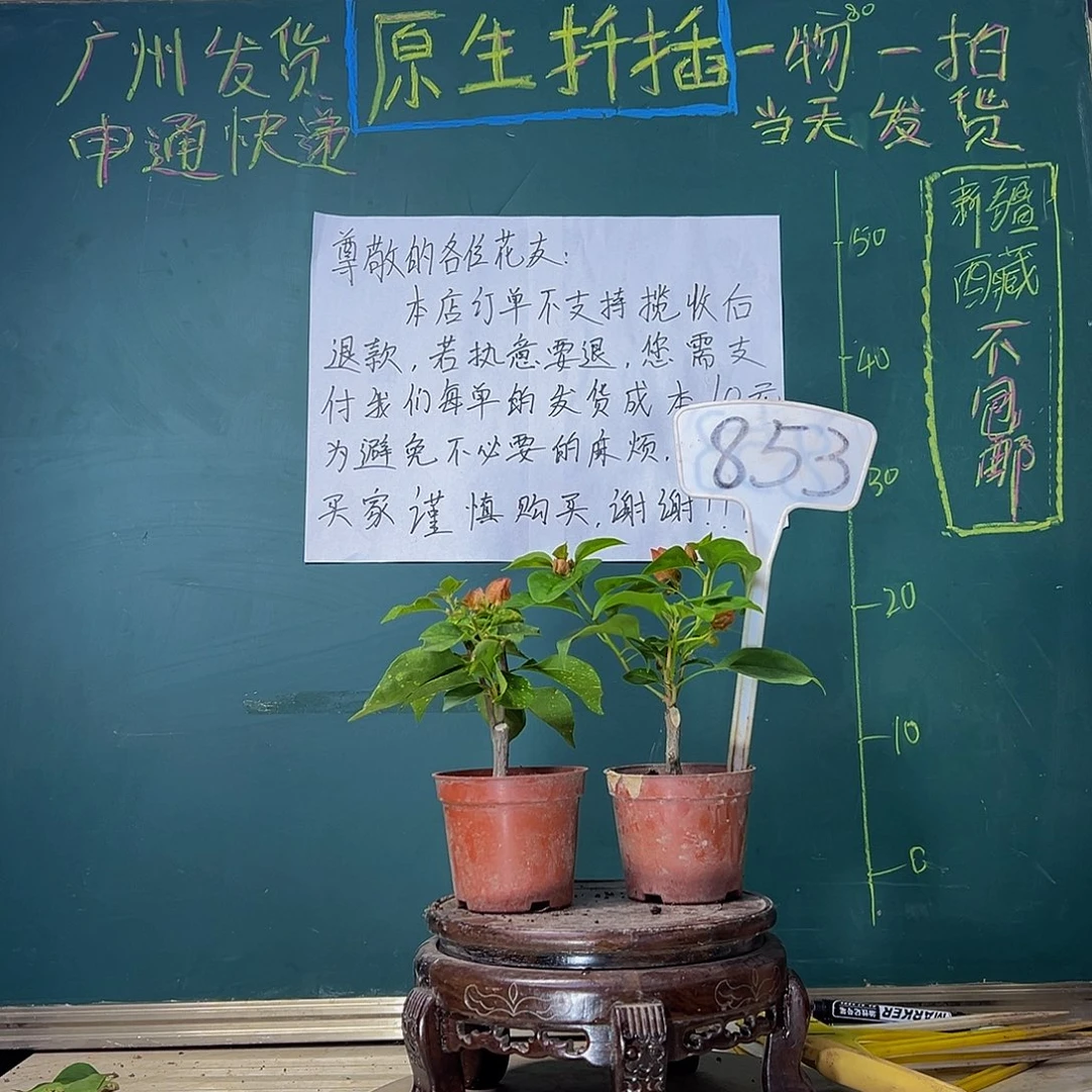 当前无花栽培后可以开花洒金红掌中宝 暗斑夕阳红掌中宝853