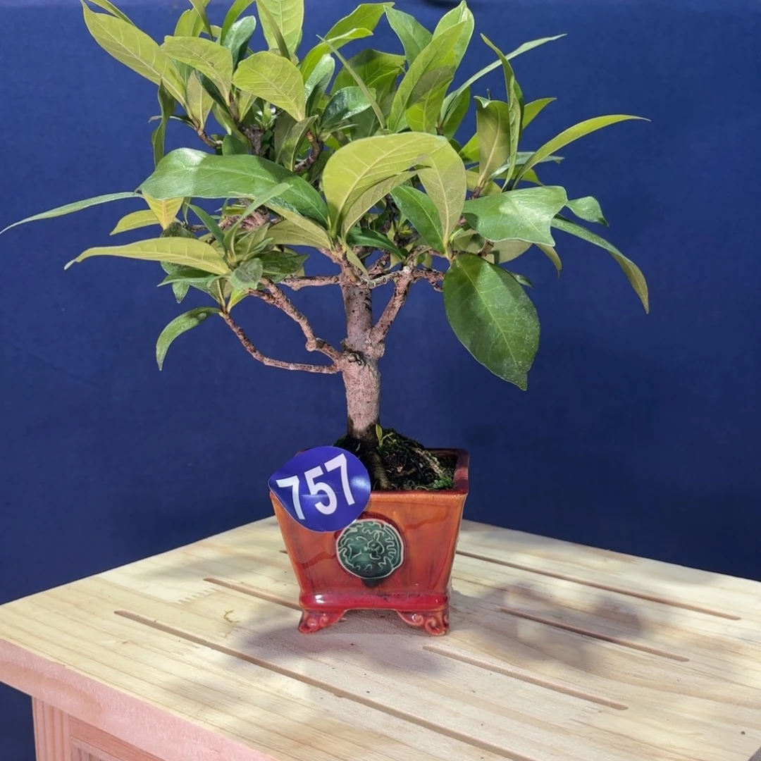 今***缘全场盆景757号包邮