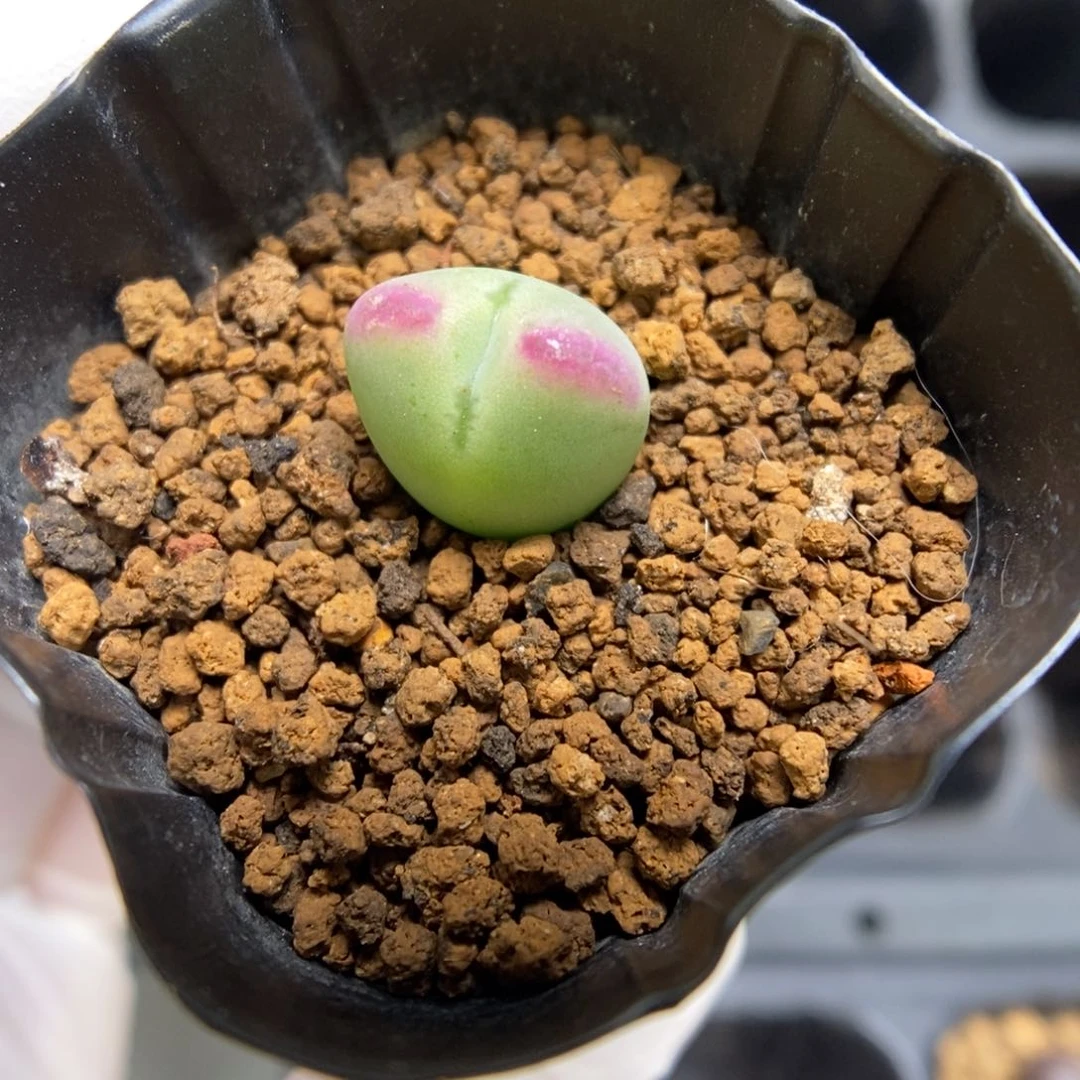 多肉植物肉锥杂交K-4397