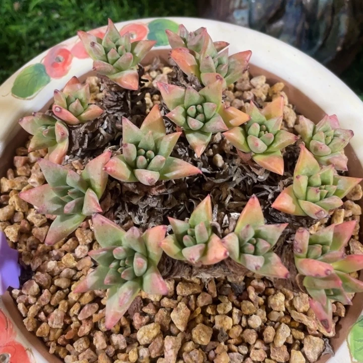 绿菊粗桩福利粗桩