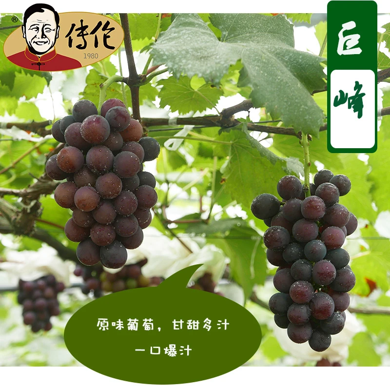 马陆巨峰葡萄4斤新鲜采摘马陆葡萄研究所所产地直发
