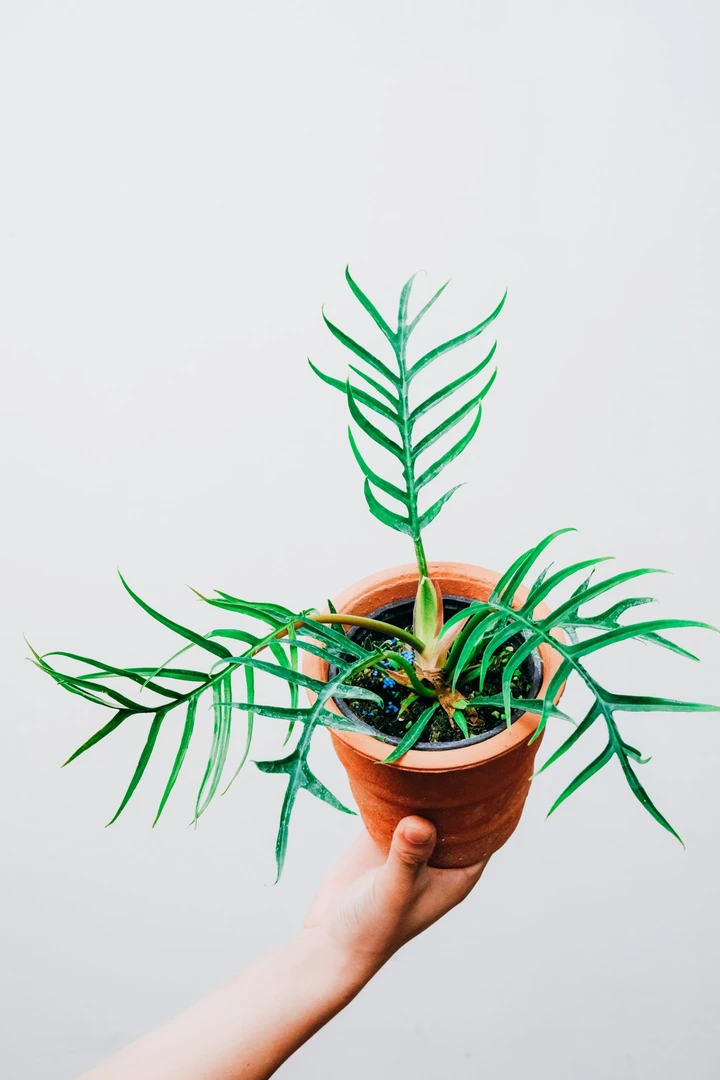 【鱼骨蔓绿绒】ins风室内耐阴北欧网红观叶热带植物