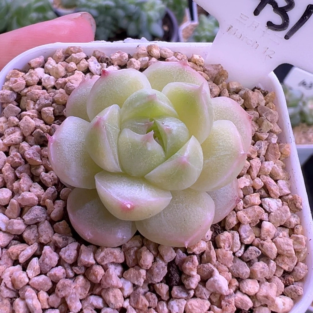 431号珍妮 晗雨多肉