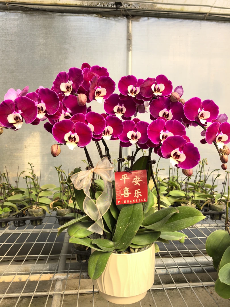 蝴蝶兰《米歇尔》精品紫色系稀有品种  耐养易活 花期长