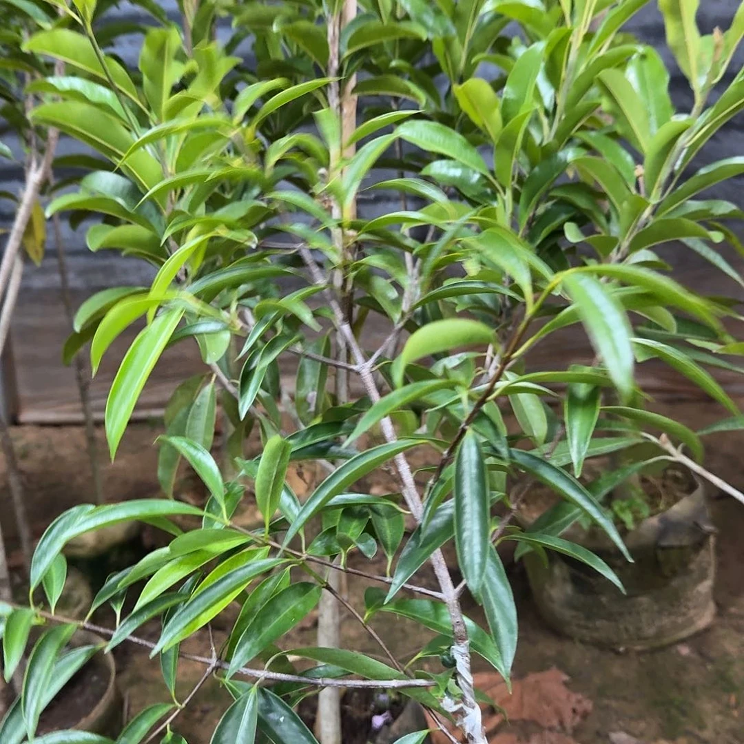 龙***哥当前无花栽培后可以开花山竹