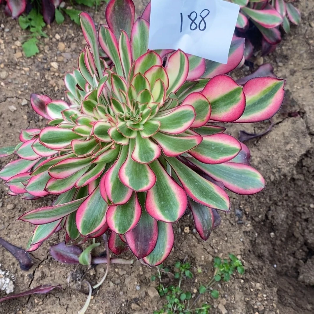 188香奈鹅缀多肉植物