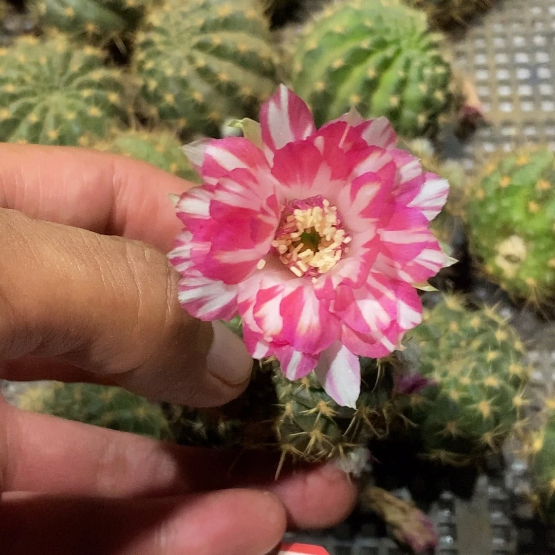 丽 燕双飞侧芽 歪 20包邮4公分