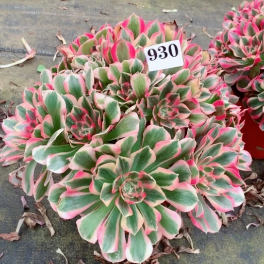 小*格多肉植物女妖930