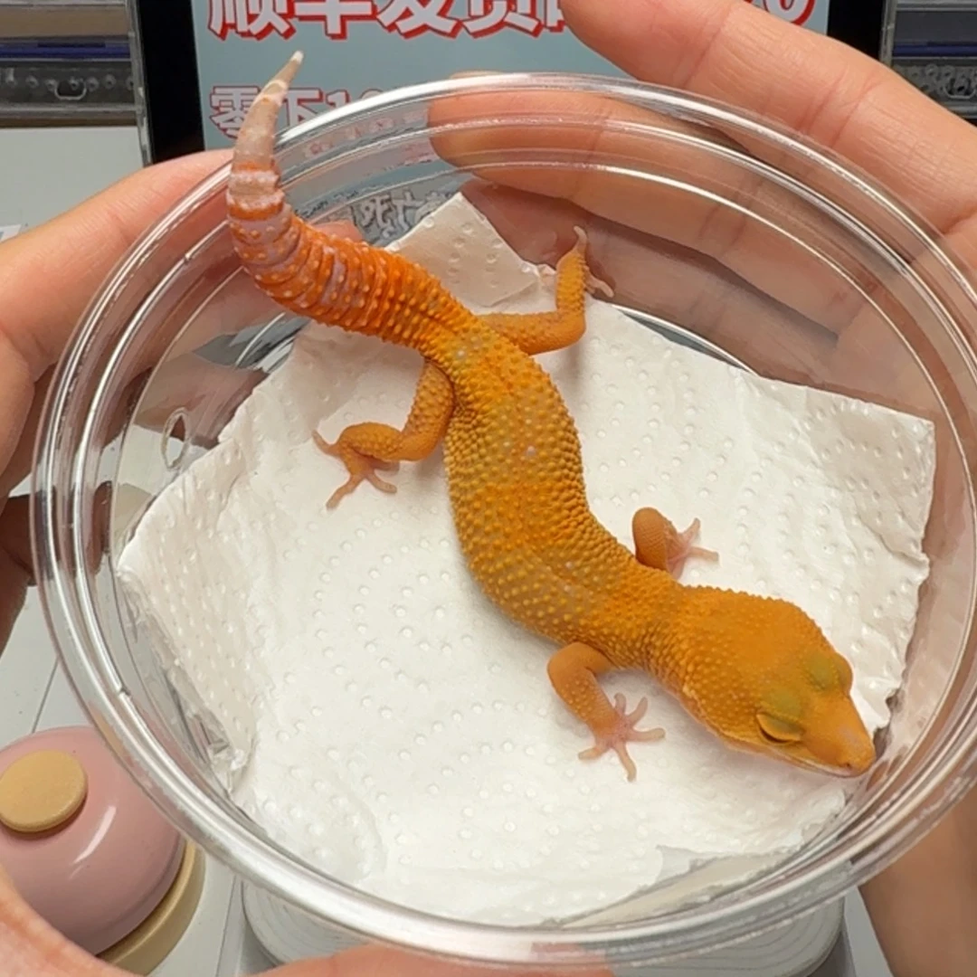 豹纹守宫阳光妹妹