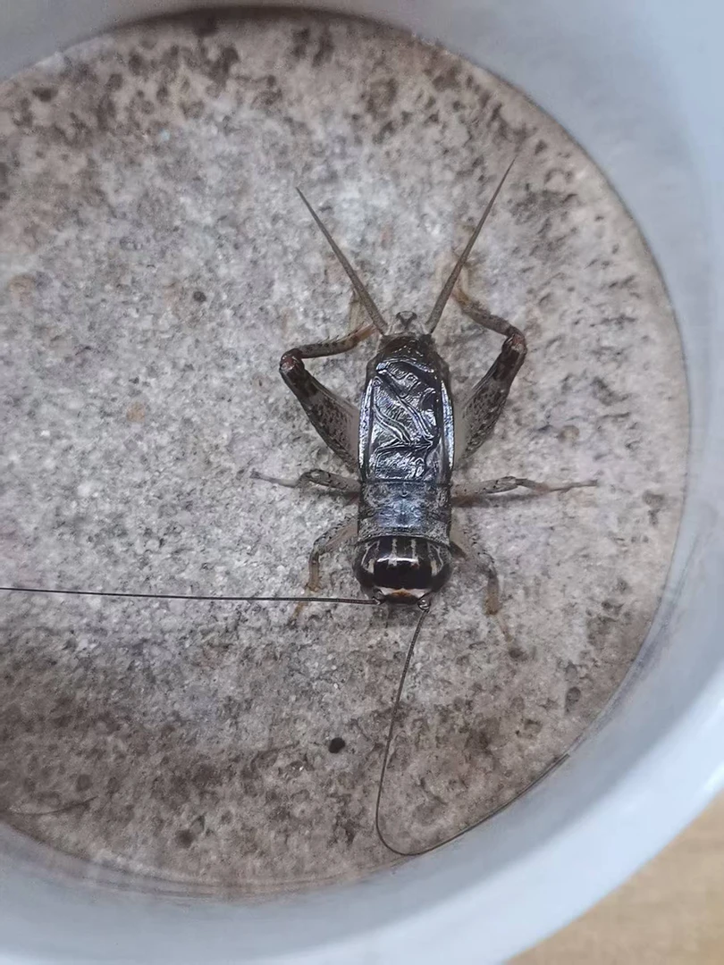 精品冬版蟋蟀，白虫，骨子硬，耐疼耐斗，底板扎实，牙型好