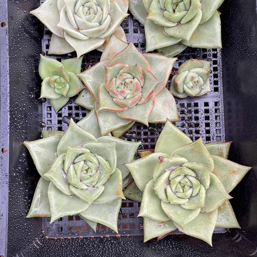 陌***雨若如东云组拍649