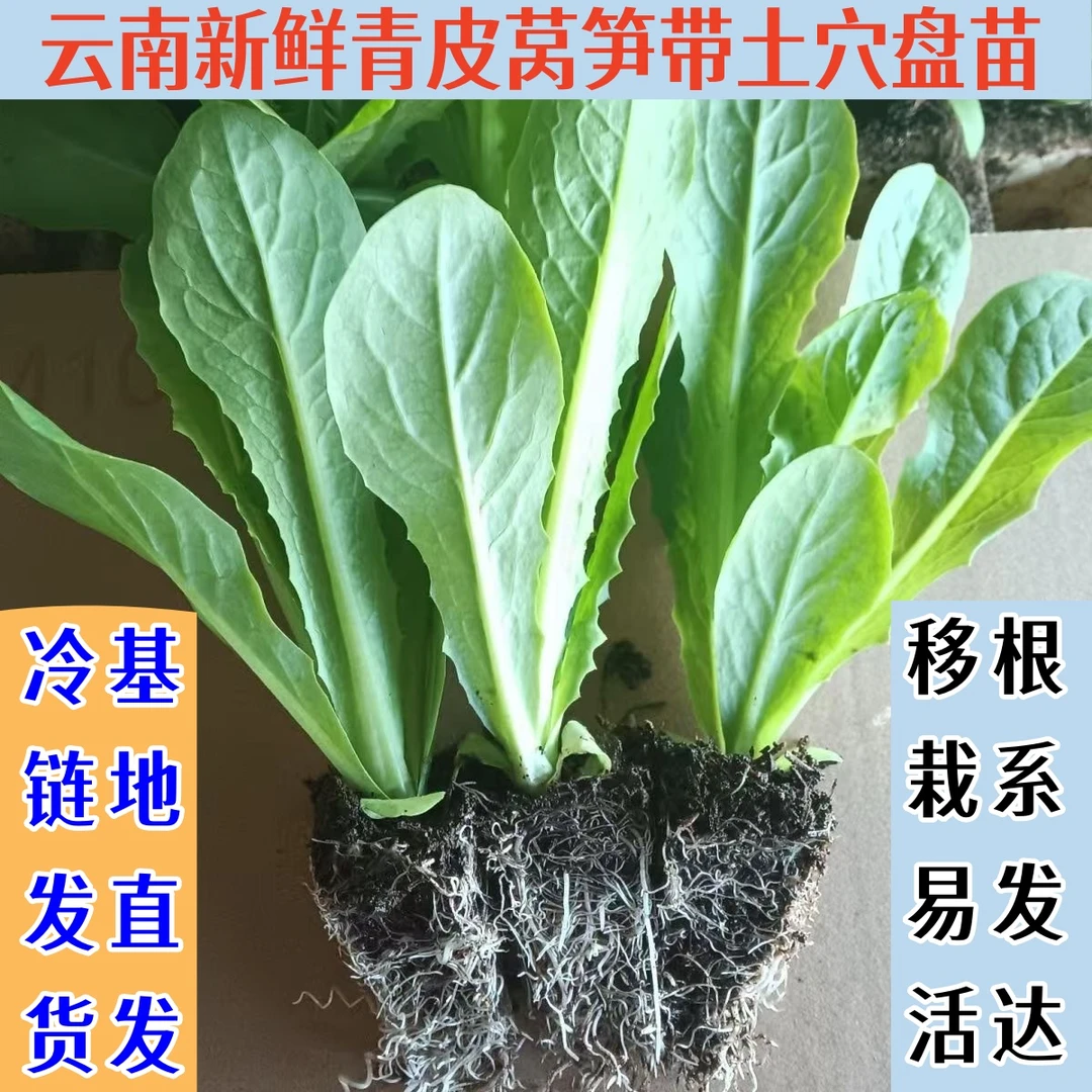 云南新鲜四季绿肉青皮莴笋苗高产耐高温农家种植绿心青笋现摘现发