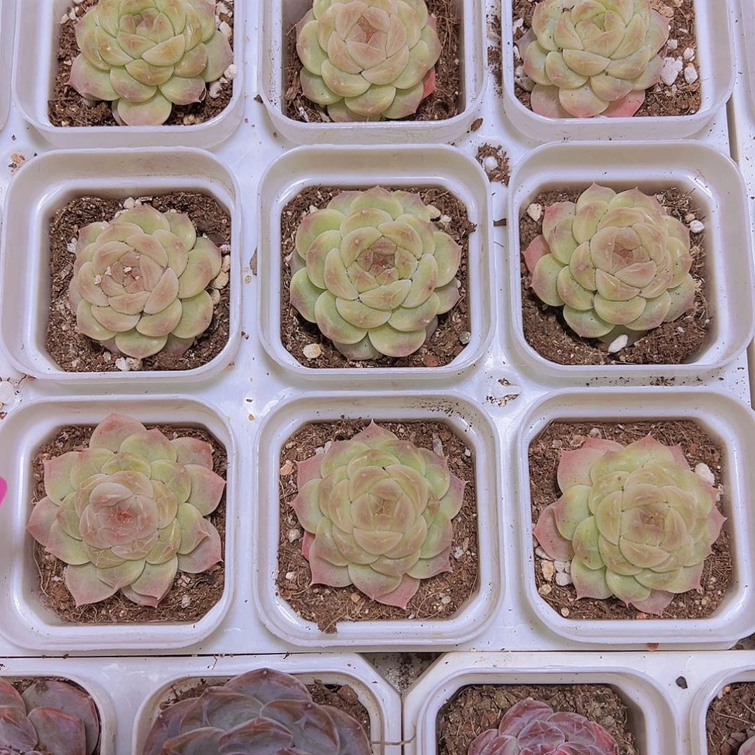 冰雪绒珍妮19包邮多肉