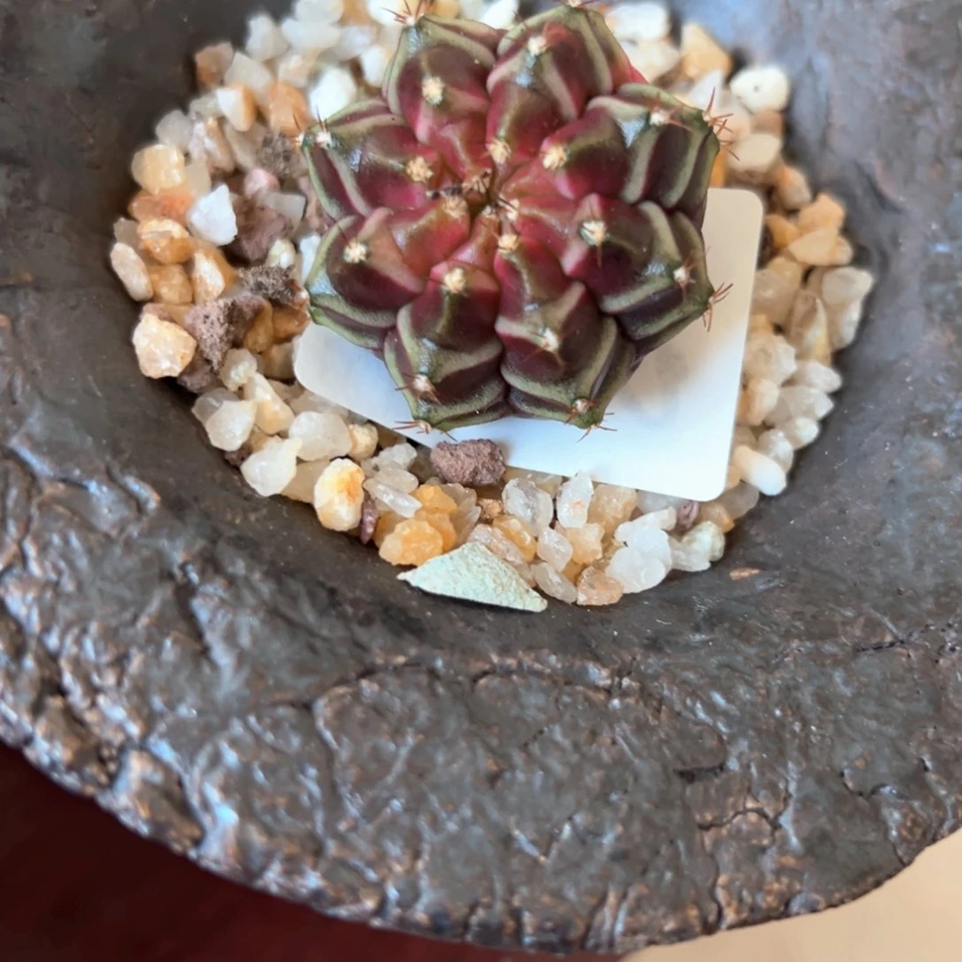 请****014号轮回仙人球多肉植物