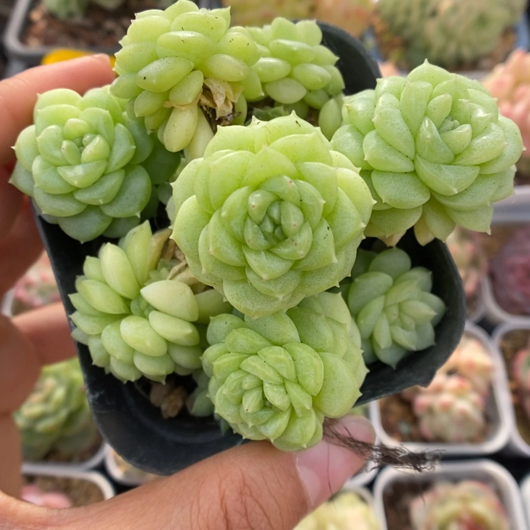 白底编号麦秆763号。