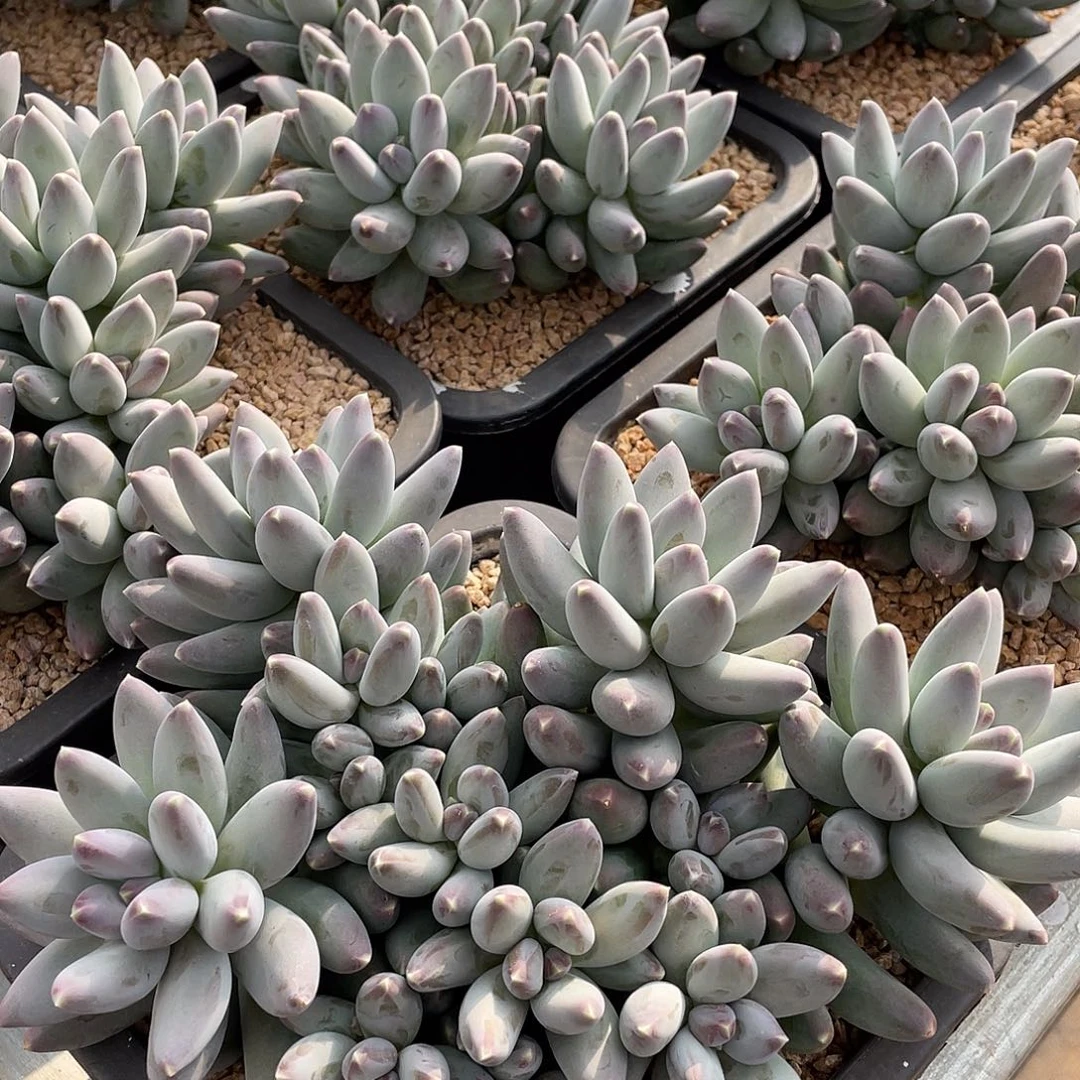 星空美人精控群生18厘米可挑