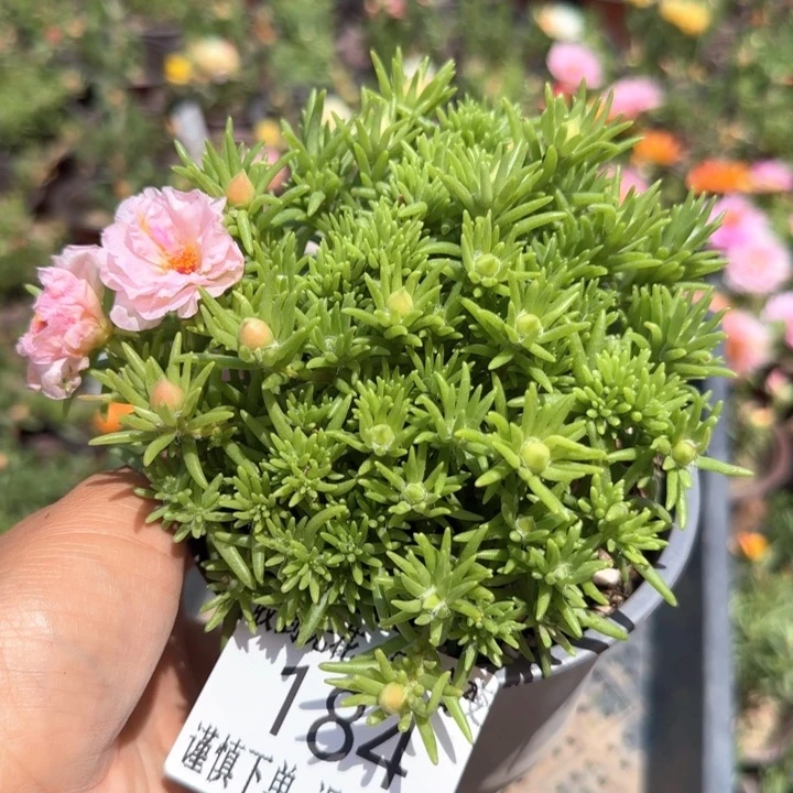 无花朵 184超小苗盆口10cm