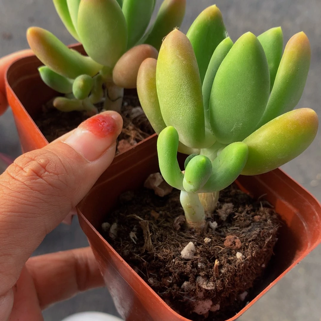 芒果奶2颗 包邮多肉