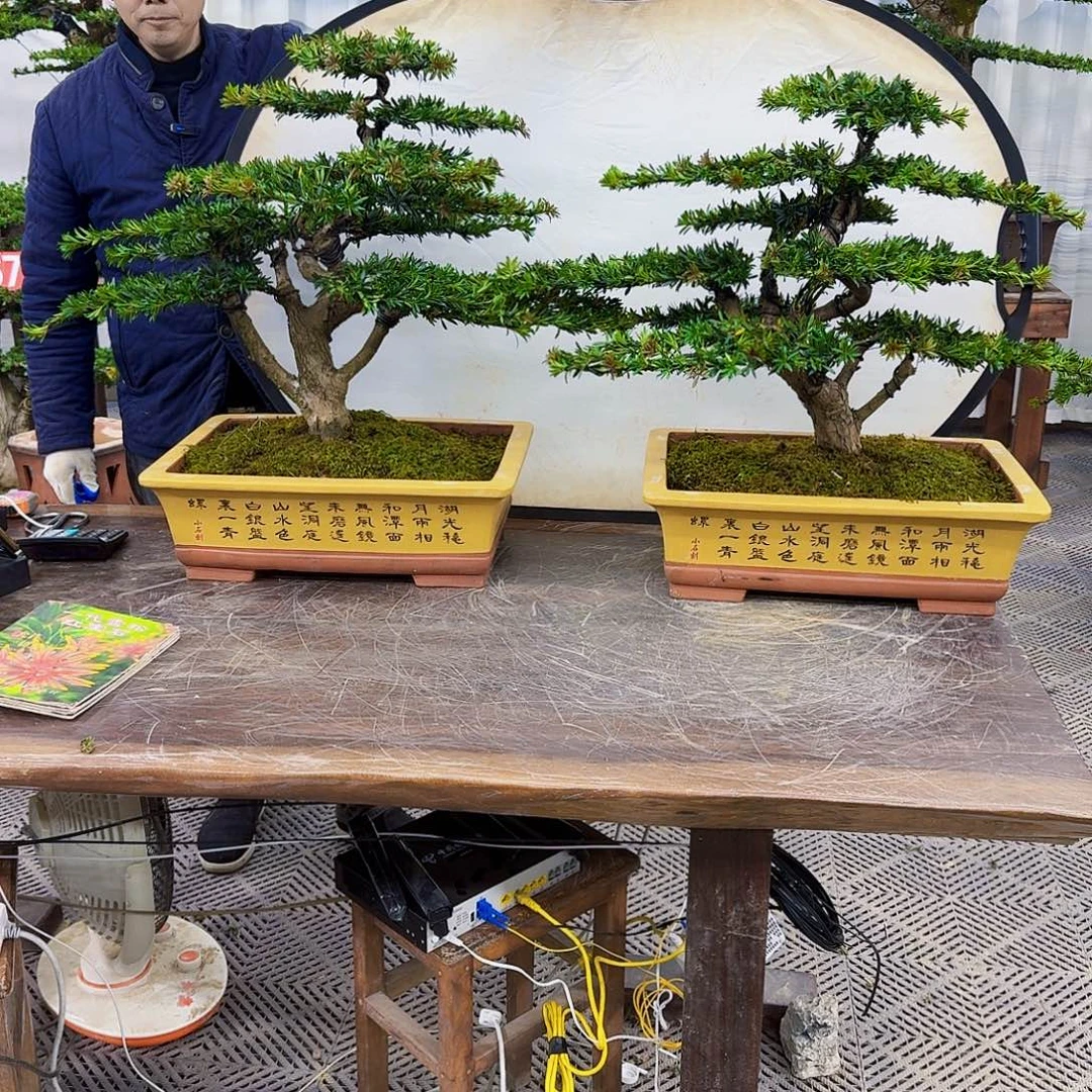 A***装无花朵罗汉松一物一拍888