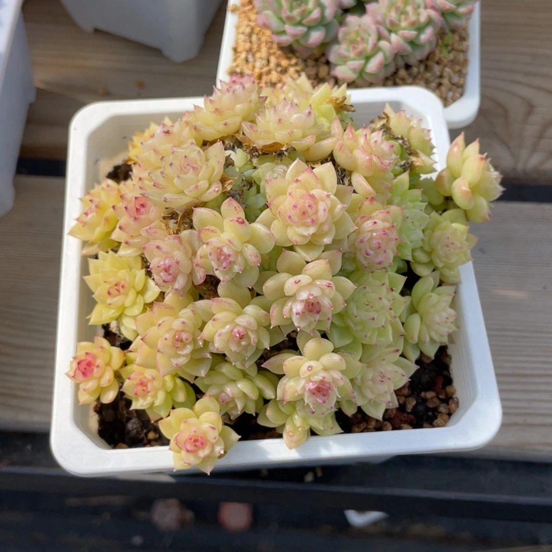 优选圣诞树麦杆12厘米1232
