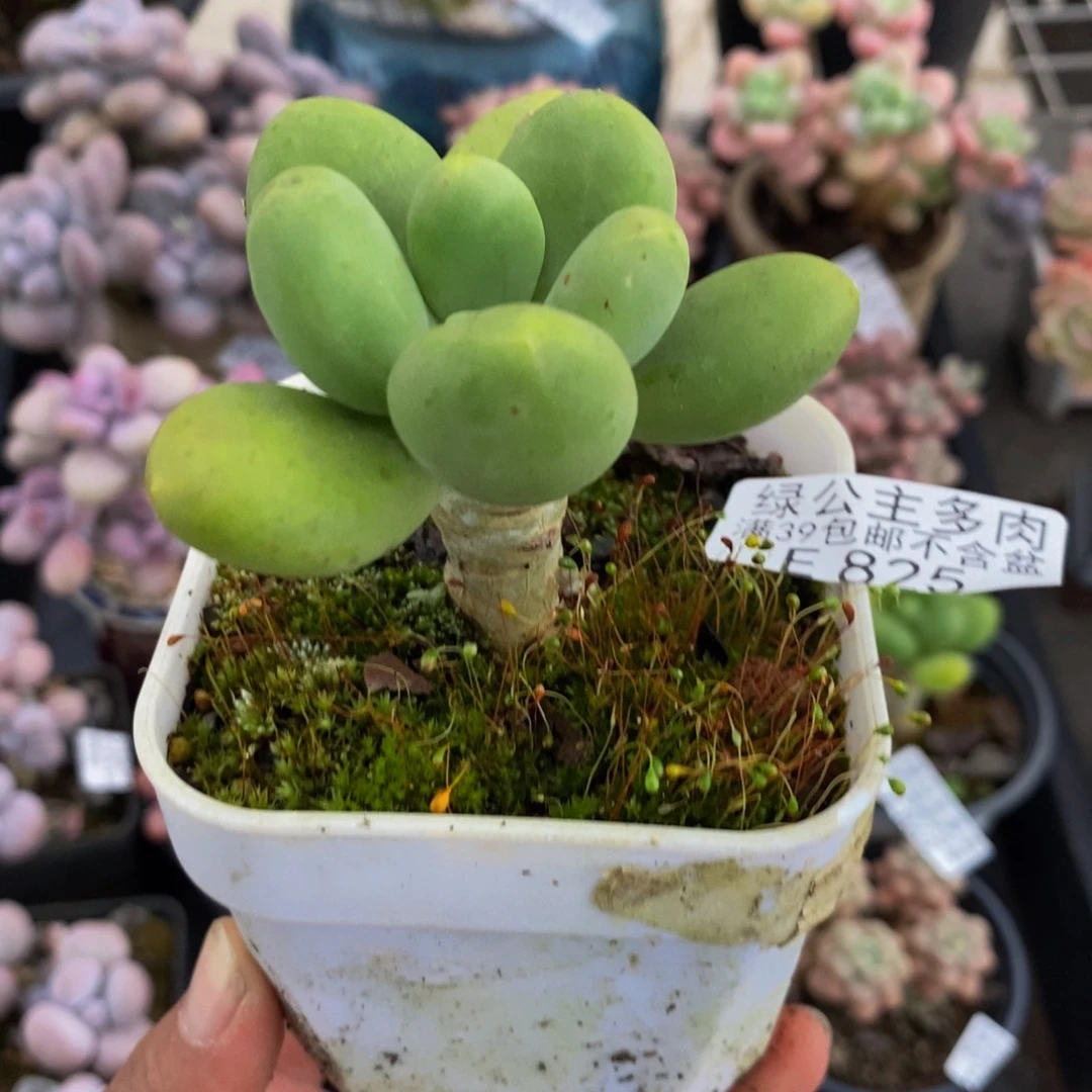 825芒果奶5cm多肉