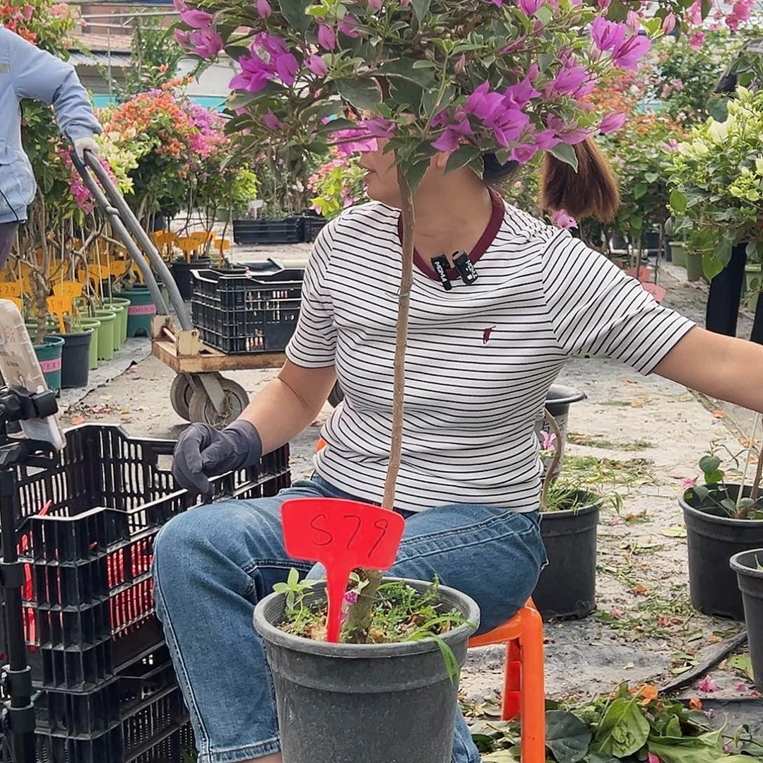 倒***舍大部分花苞少量开放S79花叶雪紫