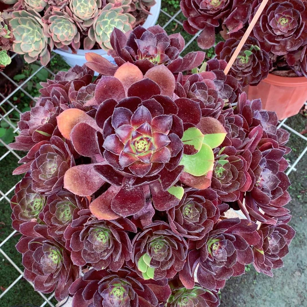 花花公子，多肉植物